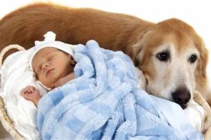 Como preparar a tu perro para la llegada de un bebe